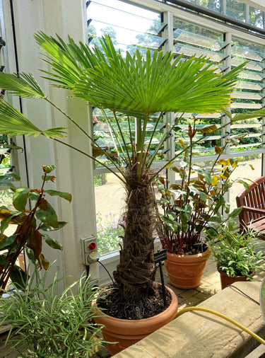 10 WAGNER WINDMILL PALM Dwarf Chusa Trachycarpus Fortunei Wagnerianus Tree Houseplant Seeds